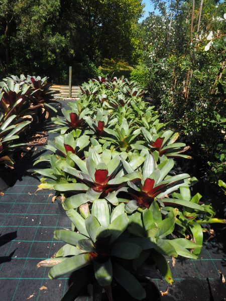 Alcantarea Imperialis 'Silver Plum' (Bromeliad)