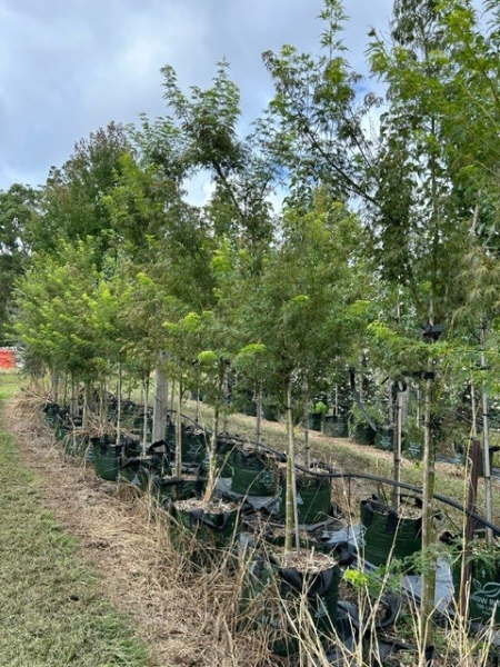 Acer Palmatum Dissectum ‘Seiryu’ (Seiryu Japanese Maple)