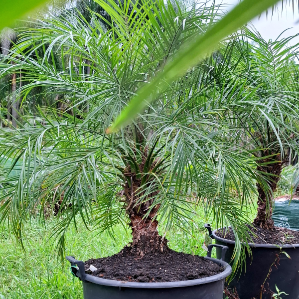 Phoenix Roebelenii (Pygmy Date Palm)