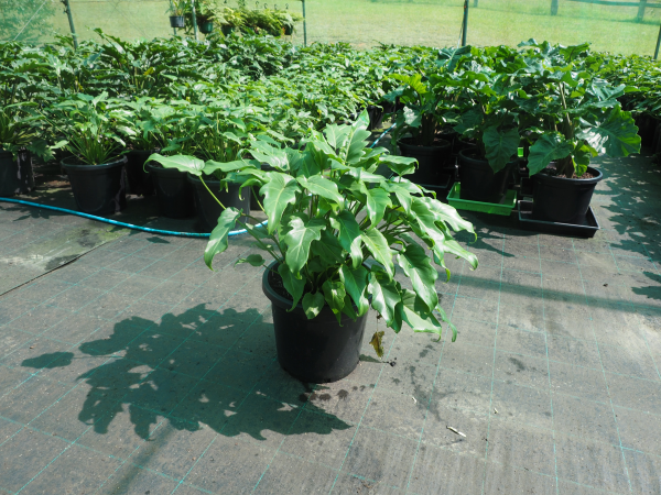 Philodendron Xanadu (Xanadu Philodendron)
