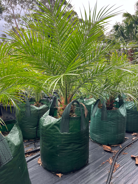 Phoenix Roebelenii (Pygmy Date Palm)