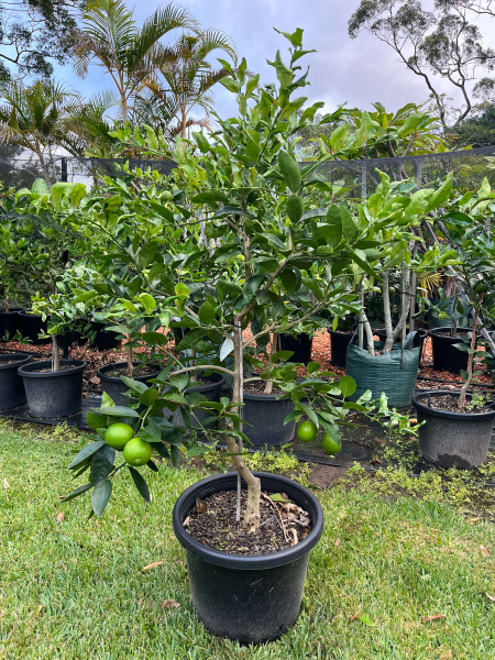 Citrus × Latifolia ‘Tahitian’ (Tahitian Lime) GRAFTED