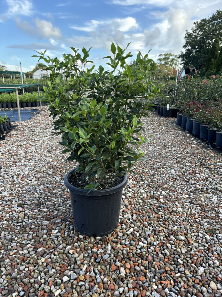 Michelia Figo (Port Wine Magnolia)