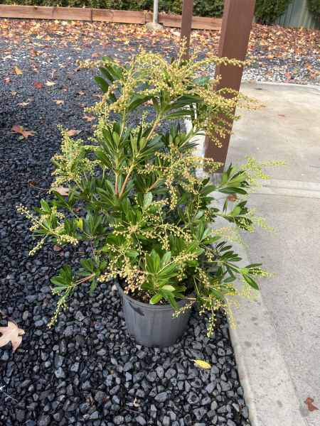 Pieris Japonica ‘Temple Bells’ (Temple Bells Pieris)
