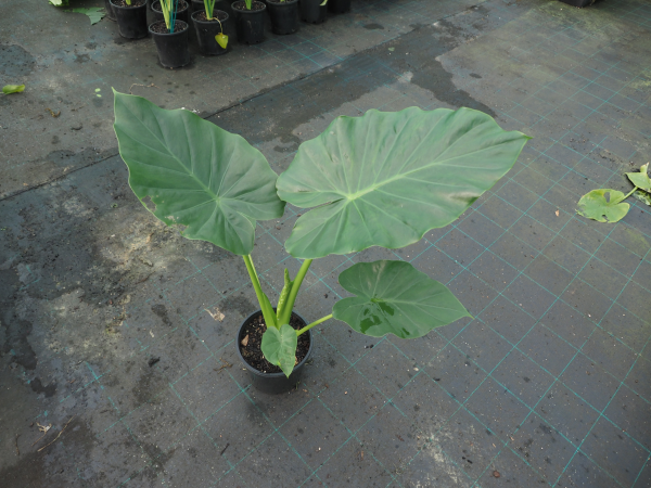Alocasia Macrorrhizos (Giant Elephant Ear)