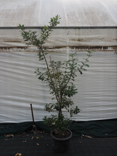 Banksia Integrifolia (Coast Banksia)