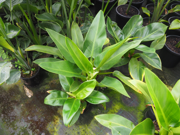 Philodendron Martianum (Fat Boy)