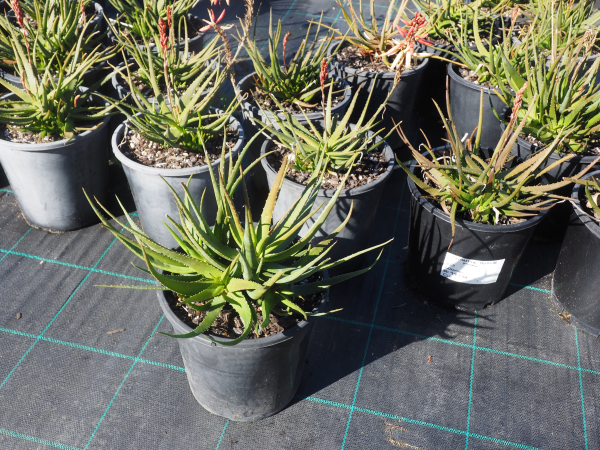 Aloe Porcupine