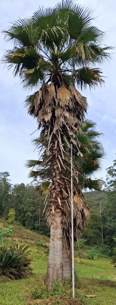 Washingtonia Robusta (Mexican Fan Palm)