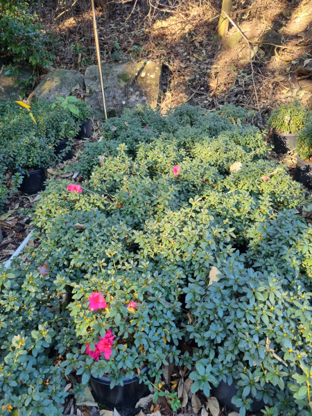 Rhododendron indicum (Red Wings Azalea)