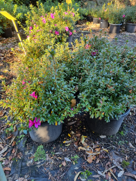 Rhododendron spp. (Ostali Azalea)