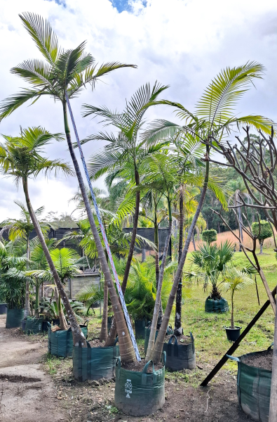 Archontophoenix Alexandrae Multi Planted (Multi Planted Alexandra Palm / King Palm)