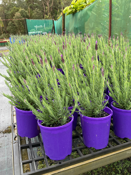Lavandula Stoechas ‘Avonview’ (Avonview Lavender)