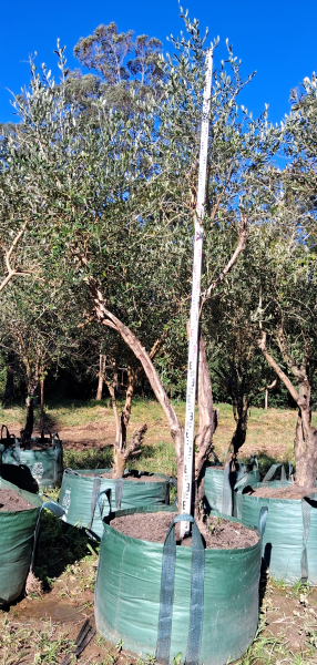 Olea Europaea (Olive Tree)