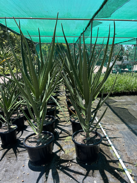 Aloidendron Barberae (Tree Aloe)