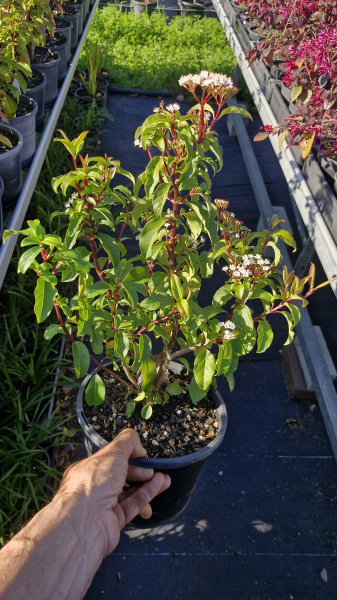 Viburnum Tinus (Laurel Leaf Viburnum)
