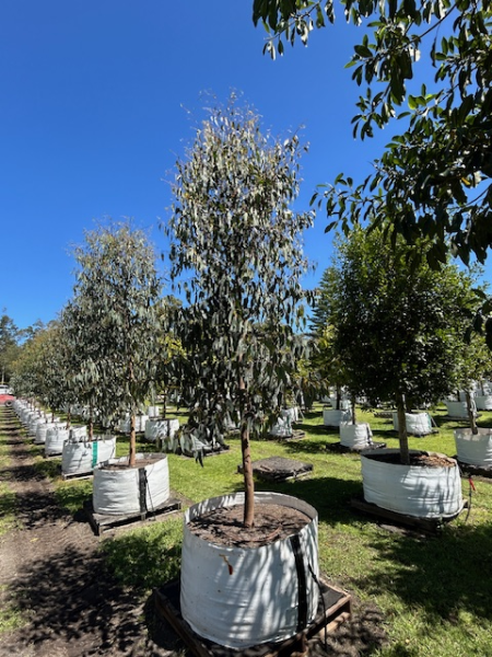 Eucalyptus Racemosa (Scribbly Gum)