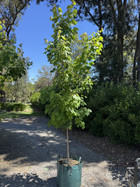 Acer Rubrum ‘April Splendour’ (April Splendour Red Maple)