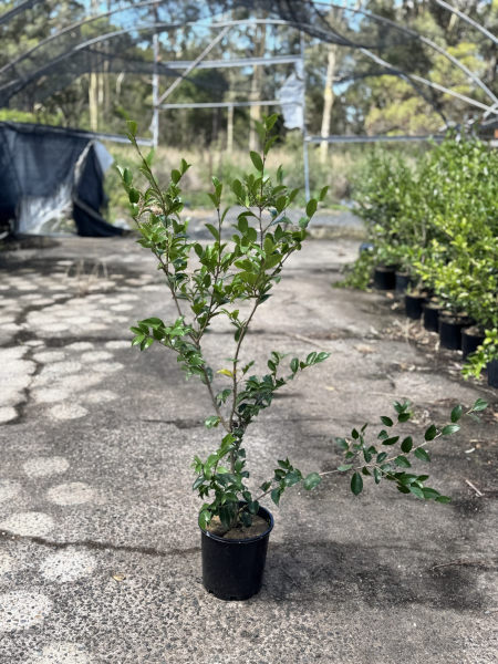 Camellia Sasanqua 'Jennifer Susan'