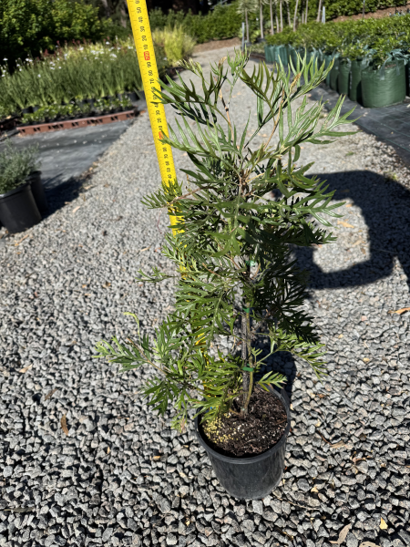 Grevillea ‘Superb’ (Superb Grevillea)