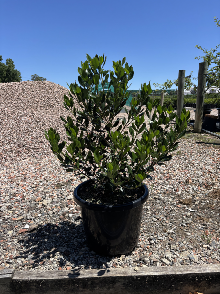 Rhaphiolepis indica (Indian Hawthorn)