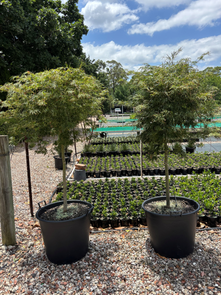 Acer Palmatum Dissectum ‘Viridis’ Standards (Green Weeping Japanese Maple)
