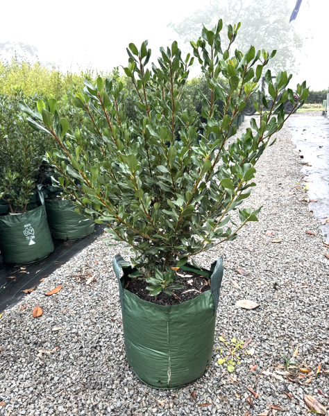 Rhaphiolepis × intermedia (Intermediate Indian Hawthorn)