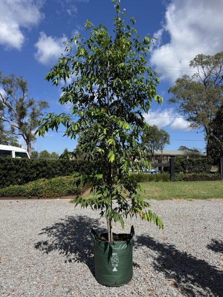 Waterhousea Floribunda (Weeping Lilly Pilly)