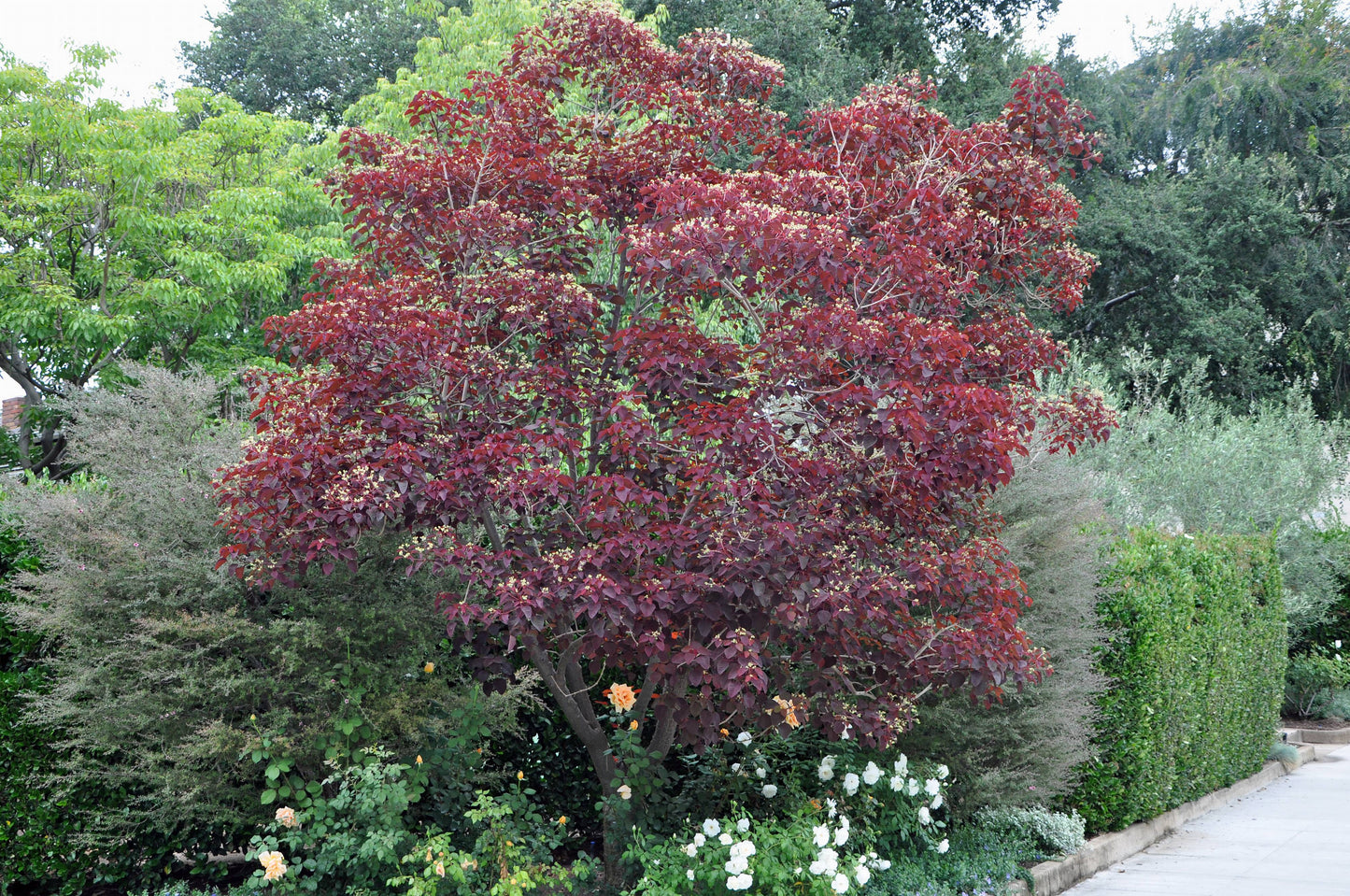 Euphorbia Cotinifolia (Caribbean Copper Plant)