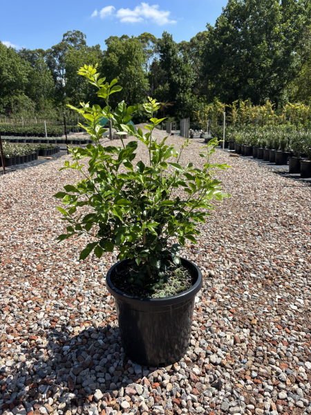 Murraya Paniculata (Orange Jasmine)