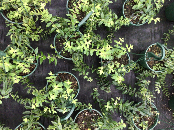 Aeschynanthus Radicans (Lipstick Plant)