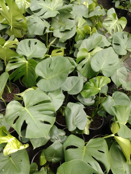 Monstera Deliciosa (Swiss Cheese Plant)