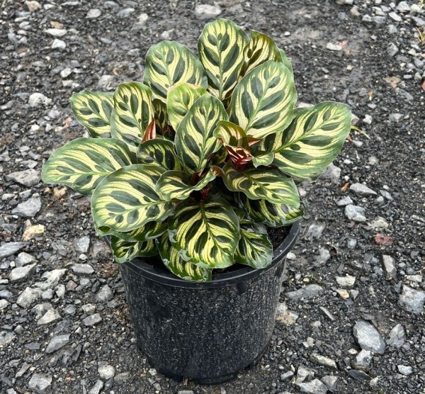 Calathea Makoyana (Peacock Plant)