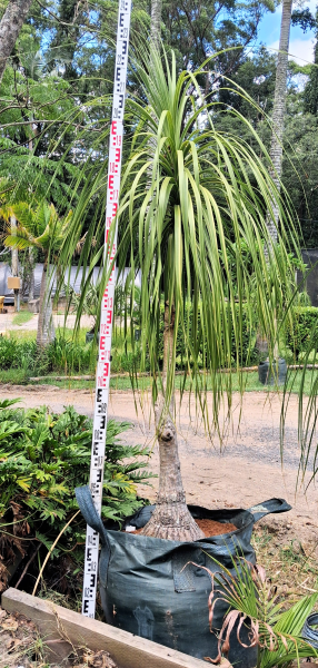 Beaucarnea Recurvata (Ponytail Palm)