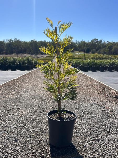 Grevillea 'Robyn Gordon'