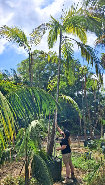 Archontophoenix cunninghamiana – Bangalow Palm (Multi Planted)