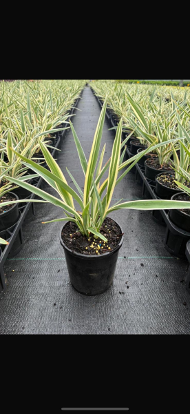 Dianella ‘Silver Streak’ (Silver Streak Flax Lily)
