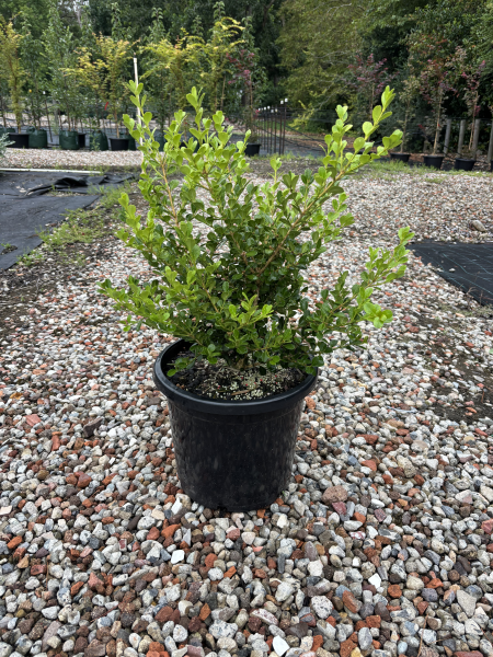 Buxus Microphylla Japonica (Japanese Box)