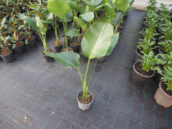 Strelitzia Nicolai (Giant Bird of Paradise)