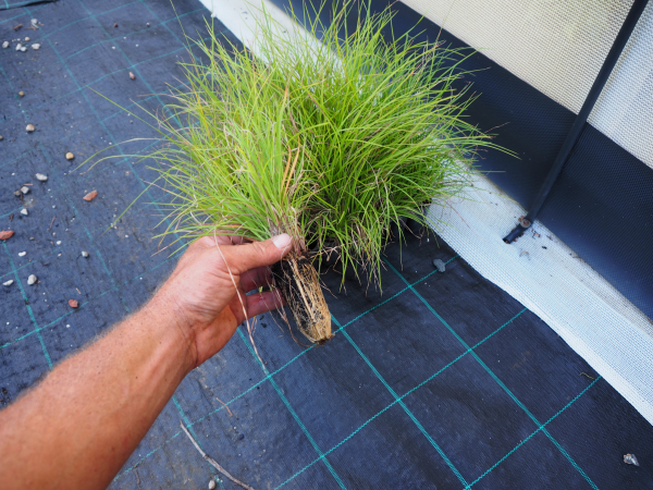Themeda Triandra (Kangaroo Grass)