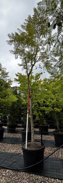 Jacaranda Mimosifolia