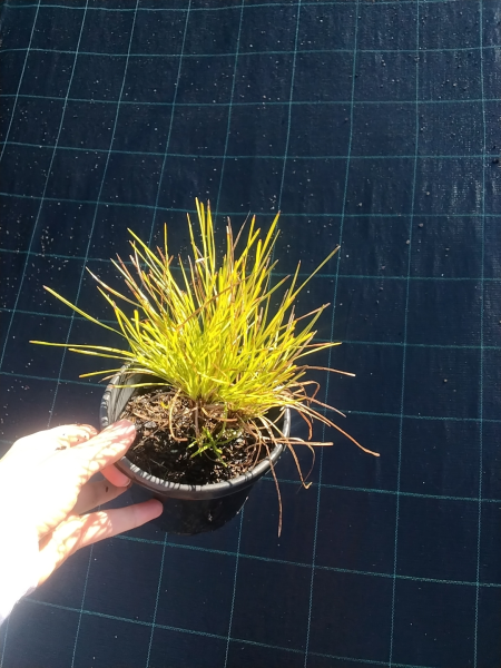 Lomandra Confertifolia ‘Little Con’
