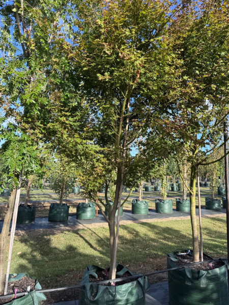 Acer Palmatum (Japanese Maple Standards)