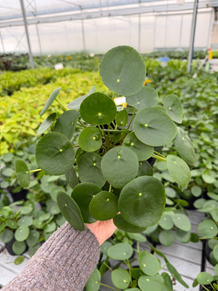 Pilea Peperomioides (Chinese Money Plant)