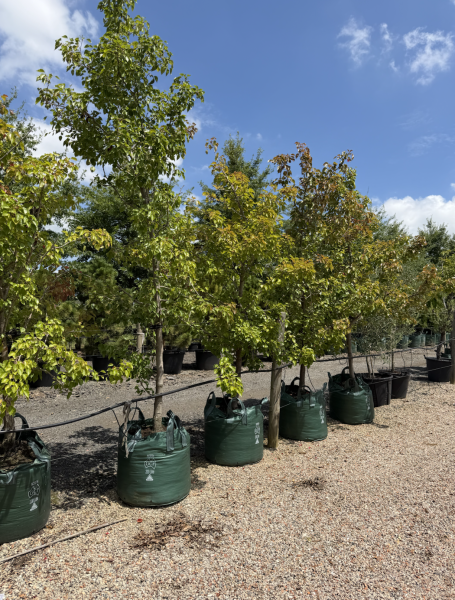 Pyrus Manchurian (Manchurian Pear Tree)