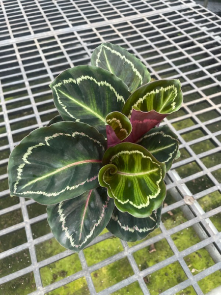 Calathea Roseopicta 'Illustris'