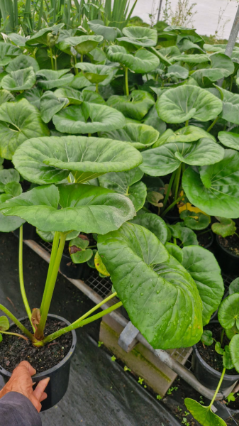 Cremanthodium Reniforme (Tractor Seat Plant)