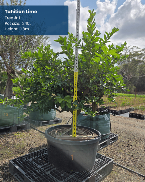 Citrus Latifolia ‘Tahitian’ (Lime Tahitian)