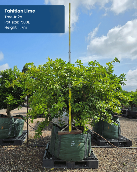 Citrus Latifolia (Lime Tahitian) GRAFTED