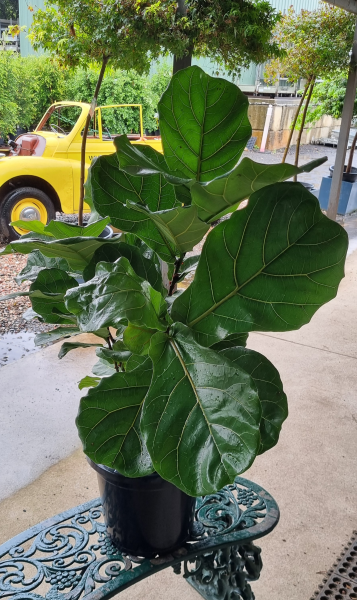 Ficus Lyrata (Fiddle Leaf)